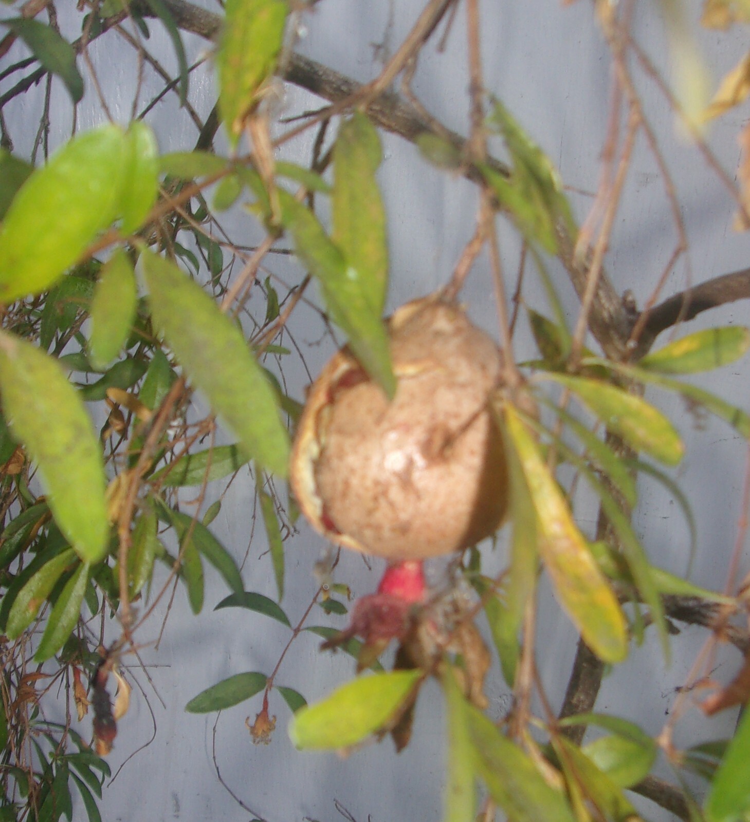 DWARF POMEGRANITE TREE IN POT ABOUT 60 INCHES TALL MAKES FRUIT LOCAL PICK UP