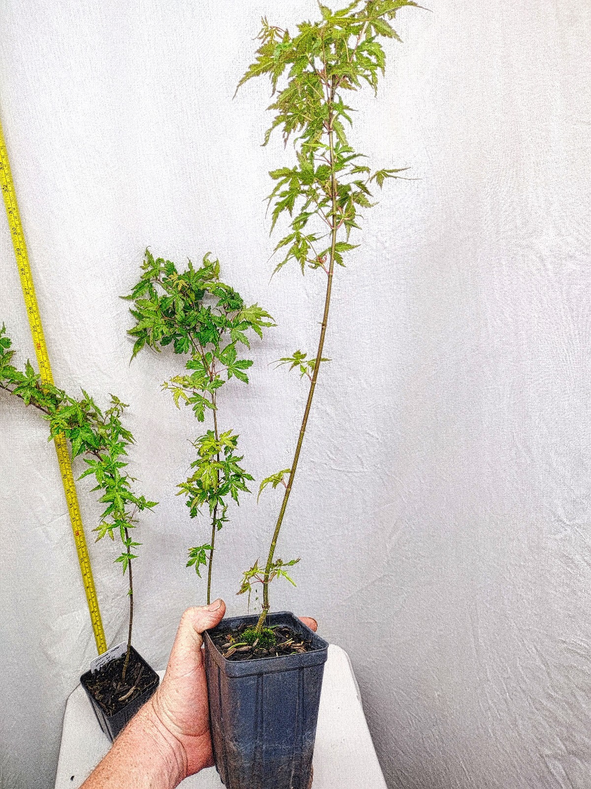 Green Japanese Maple tree in nursery pot. Acer palmatum. Pre Bonsai or Landscape