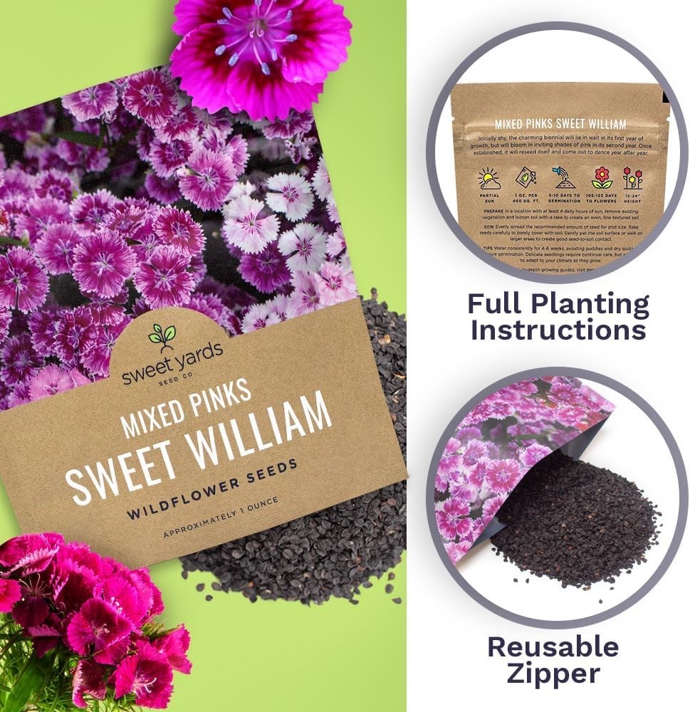 30000 Semillas de Flores Dianthus Barbatus Rosas Mix No GMO Paquete de 1 oz