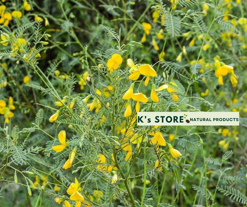 (30+ PCS) SESBANIA SESBAN SEEDS (YELLOW) , HẠT BÔNG ĐIÊN ĐIỂN