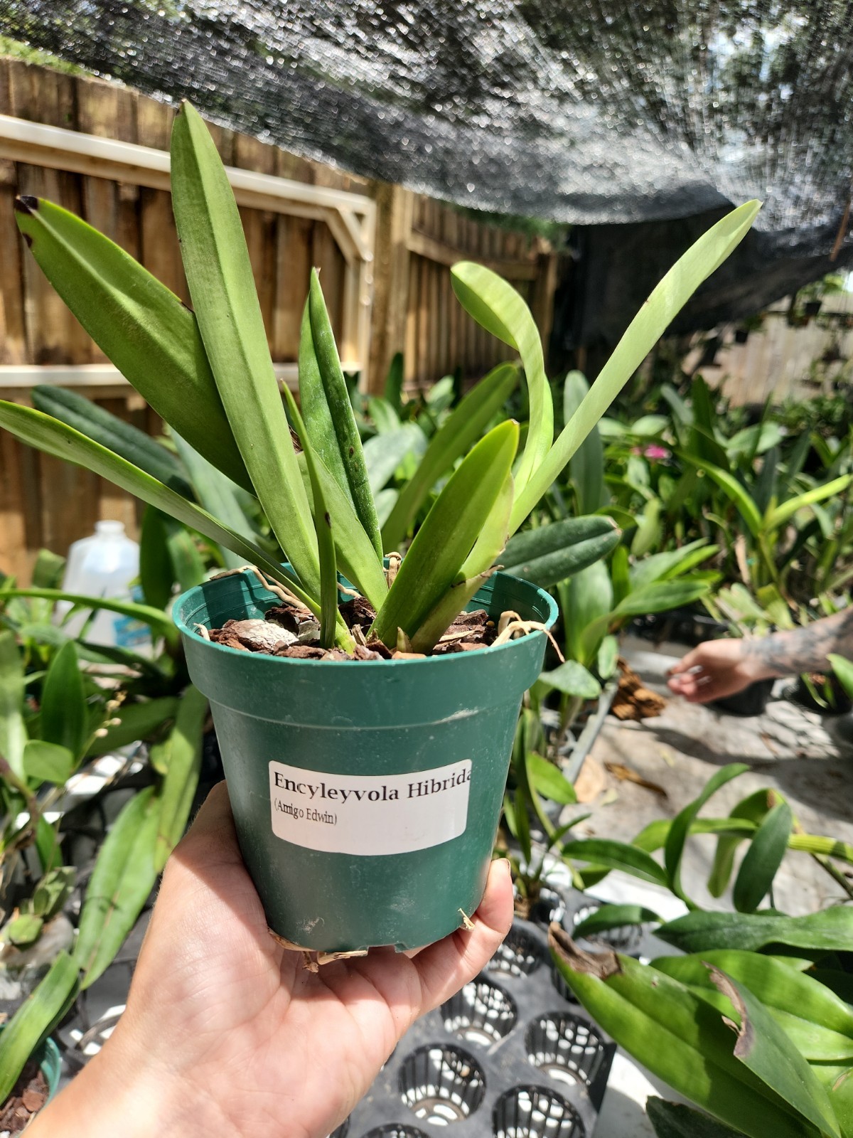 Encyleyvola Amigo Edwin Blooming size Live Orchid hybrid Cattleya plant pink #1