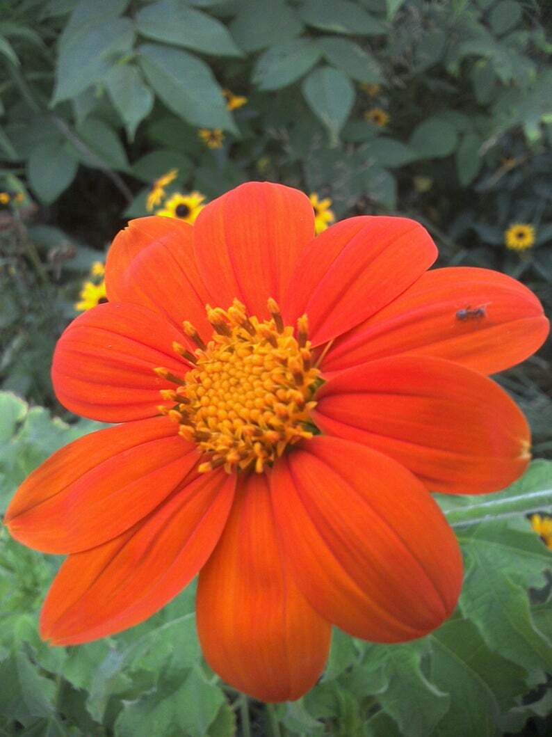30 SEEDS MEXICAN SUNFLOWER TORCH TITHONIA SPECIOSA