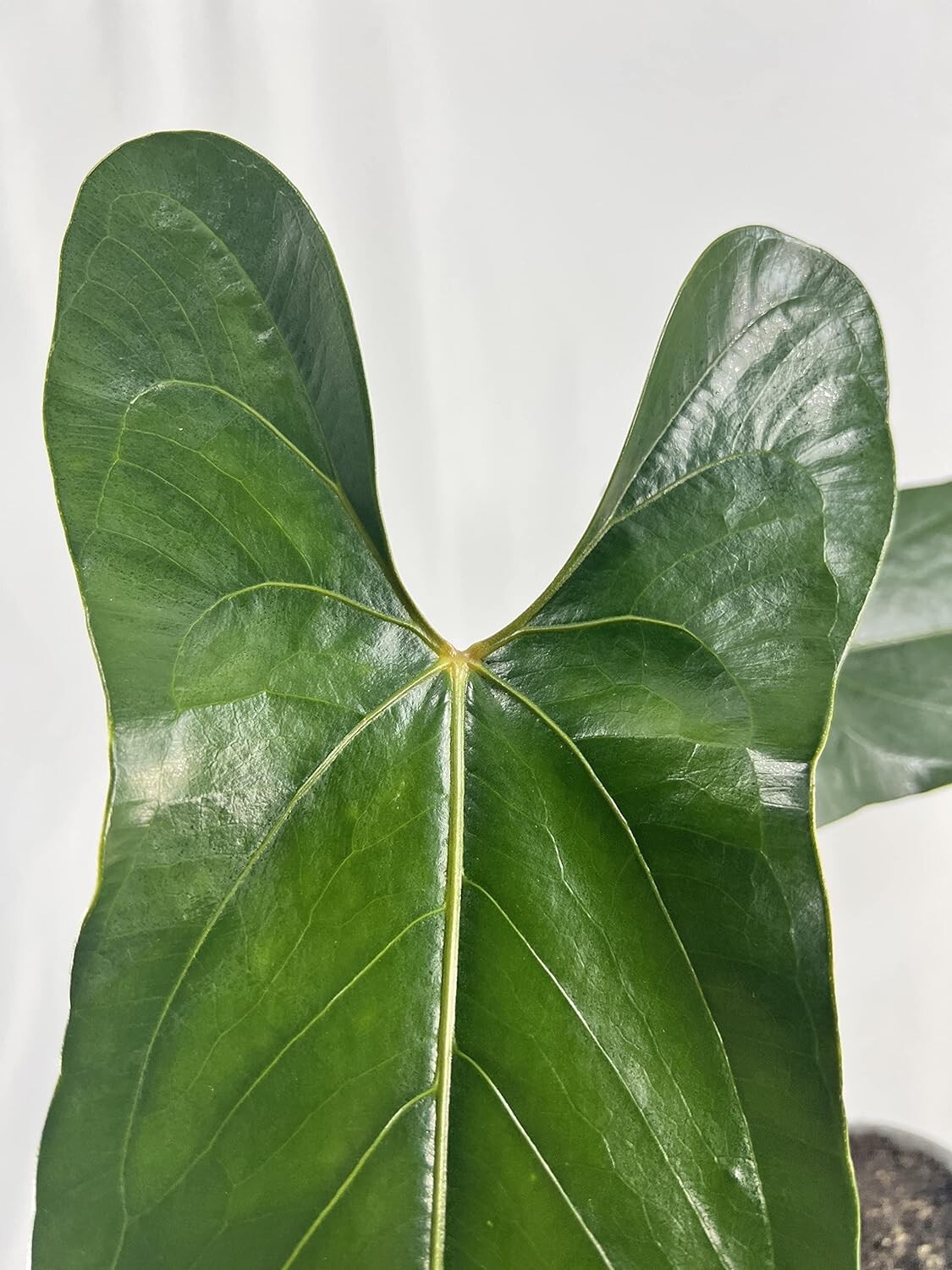Anthurium SP Napo by LEAL PLANTS ECUADOR Green Live indoor Plants|House Plants