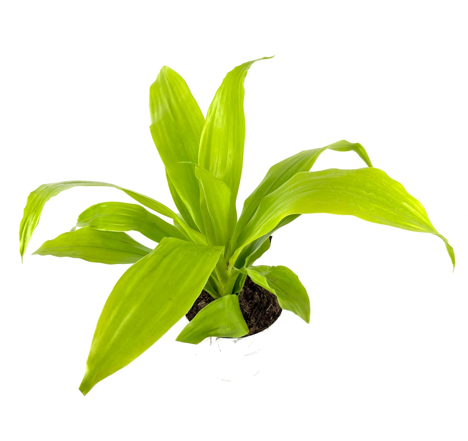 Dracaena Limelight Potted House Plants