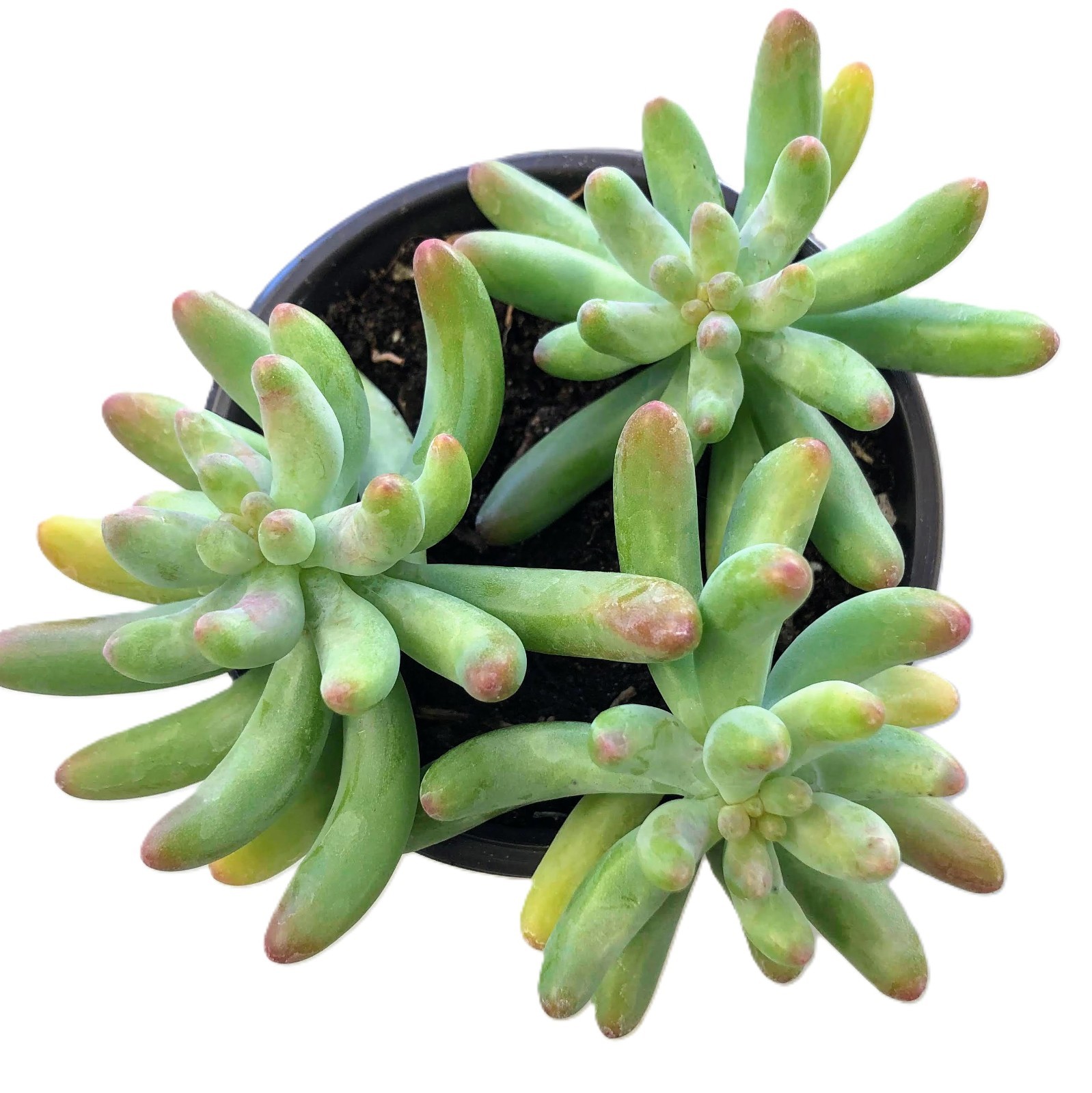 Sedum Blue Jelly Bean – Blue Green Bean Shaped Succulent | Rare Frosted Easy Car