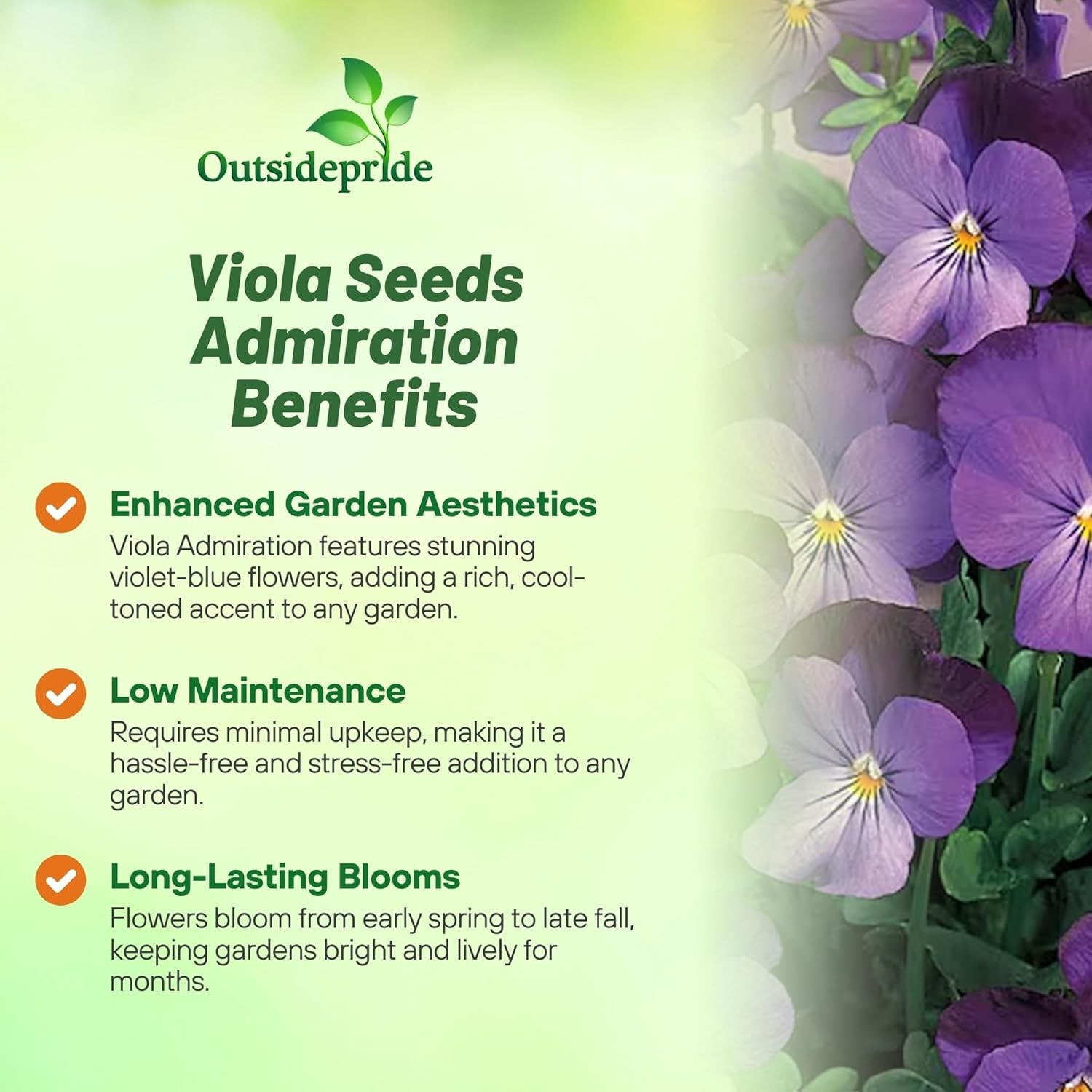 1000 Seeds Viola Seeds – Viola Cornuta Admiration Flower Seed