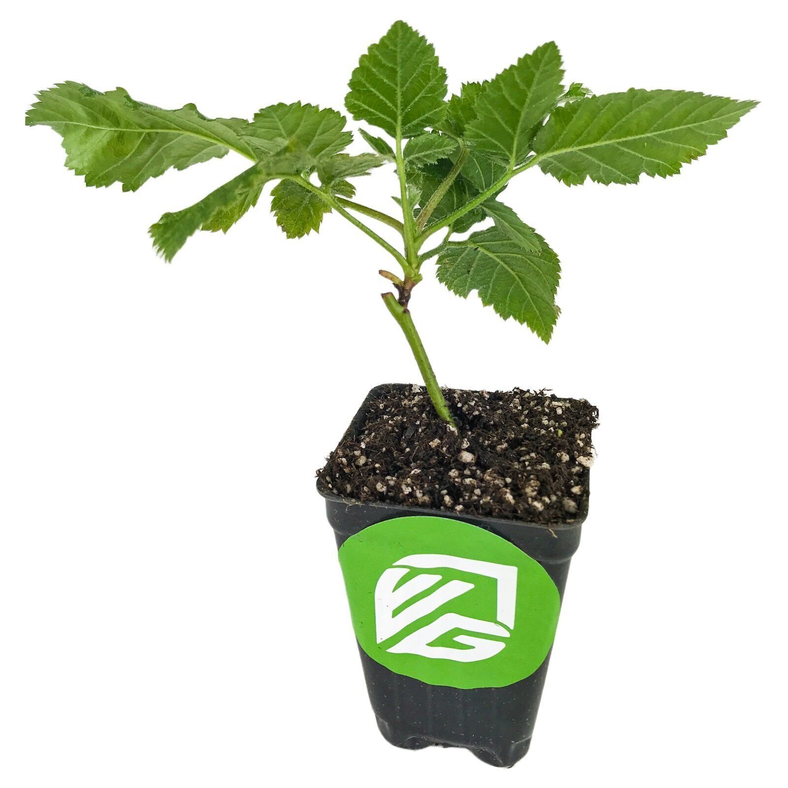 Prime-Ark Freedom Blackberry – Rubus – Live Plant