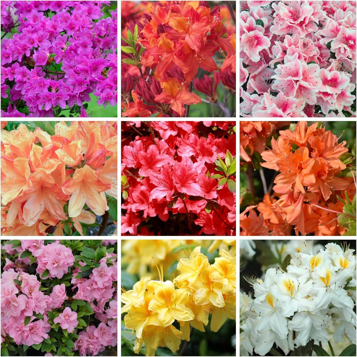 Mixed Azalea Seeds for Planting – 50+ Azalea Flower Seeds Bush Shrub Flowers Pla