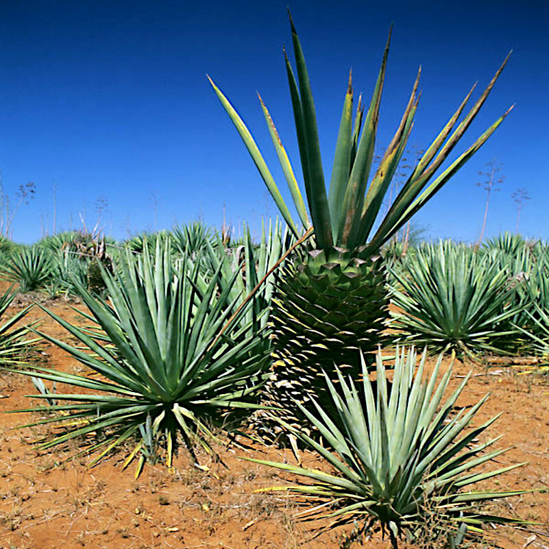 (Agave sisalana) Seeds Rare “Century Plant” Exotic Succulent “Sisal” Cactus Tree