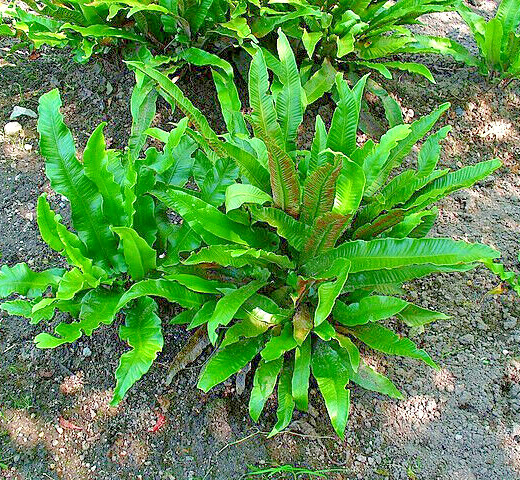 HARDY TONGUE FERN 1001 SPORES (SEEDS) COLD HARDY ASPLENIUM SCOLOPENDRIUM