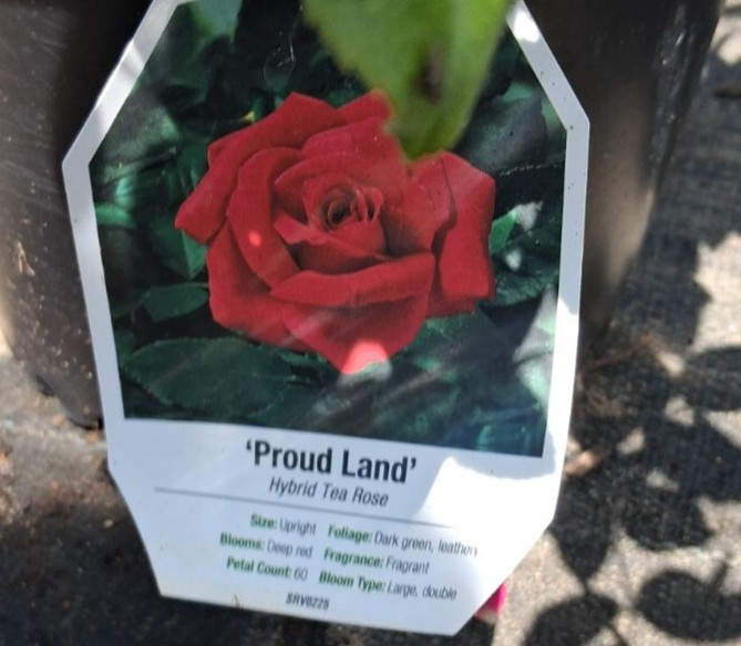 PROUD LAND Red 2 Gal Big Live Bush Plant Hybrid Tea Plants Fine Landscape Roses