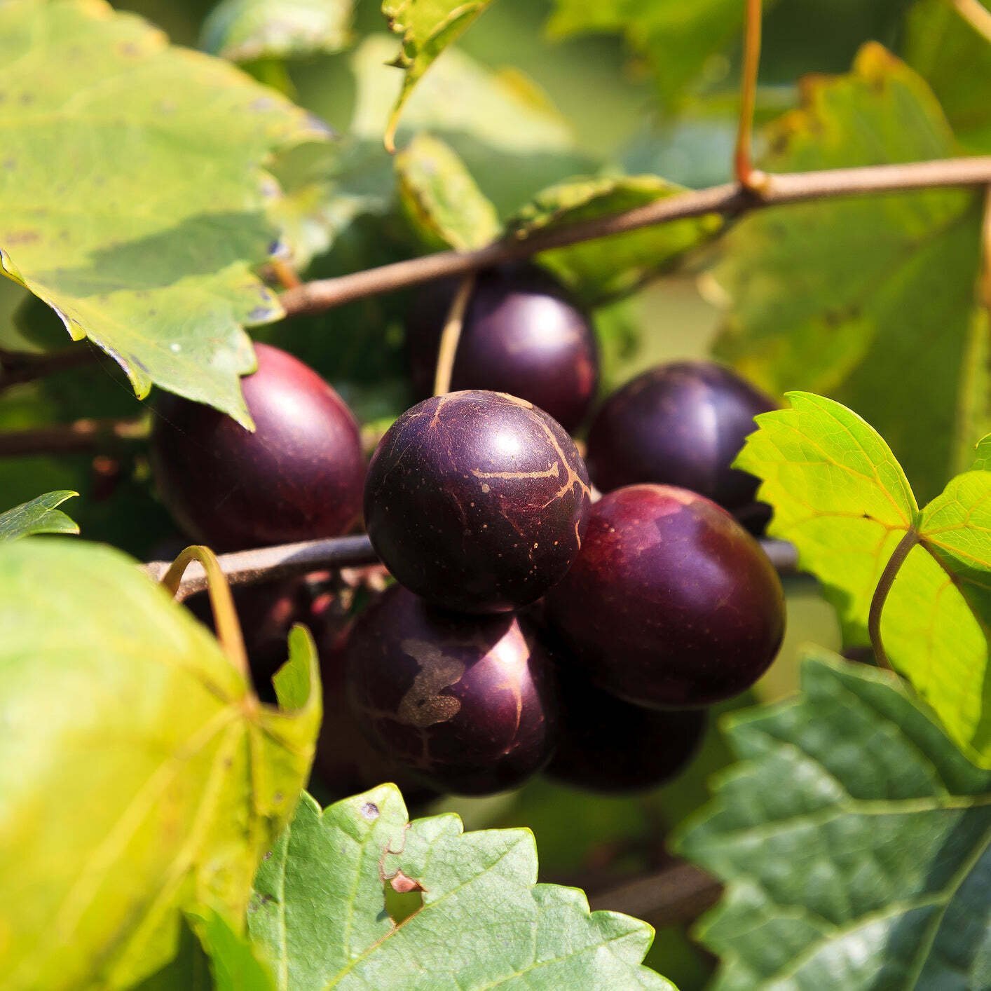 ‘Delicious’ Muscadine Grape Vine – Vitis rotundifolia – Live Plant