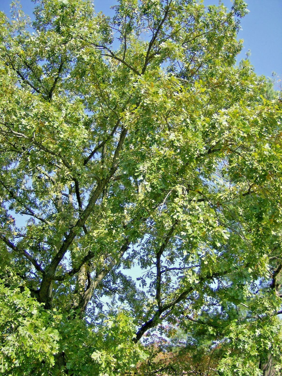 12 BUR OAK ACORNS – Quercus macrocarpa