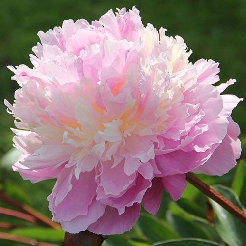 Sorbet Peony Bareroot Perennial Stunning Fragrant Blooms Flowering Plants Live!