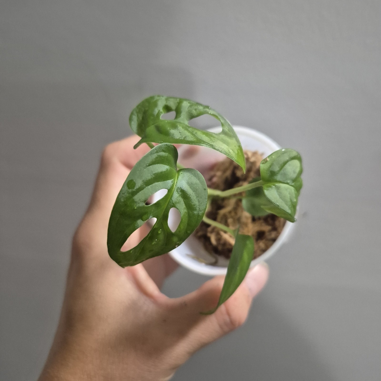 Monstera Adansonii – Monstera Swiss Cheese – 2.5 Inch – EXACT PLANT