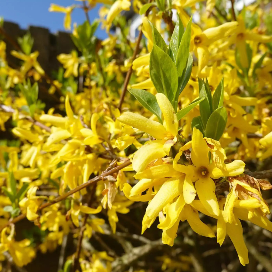 Lynwood Gold Forsythia Plant – 4″ Pot – AK: Bareroot Oct–May – No Ship PR, HI
