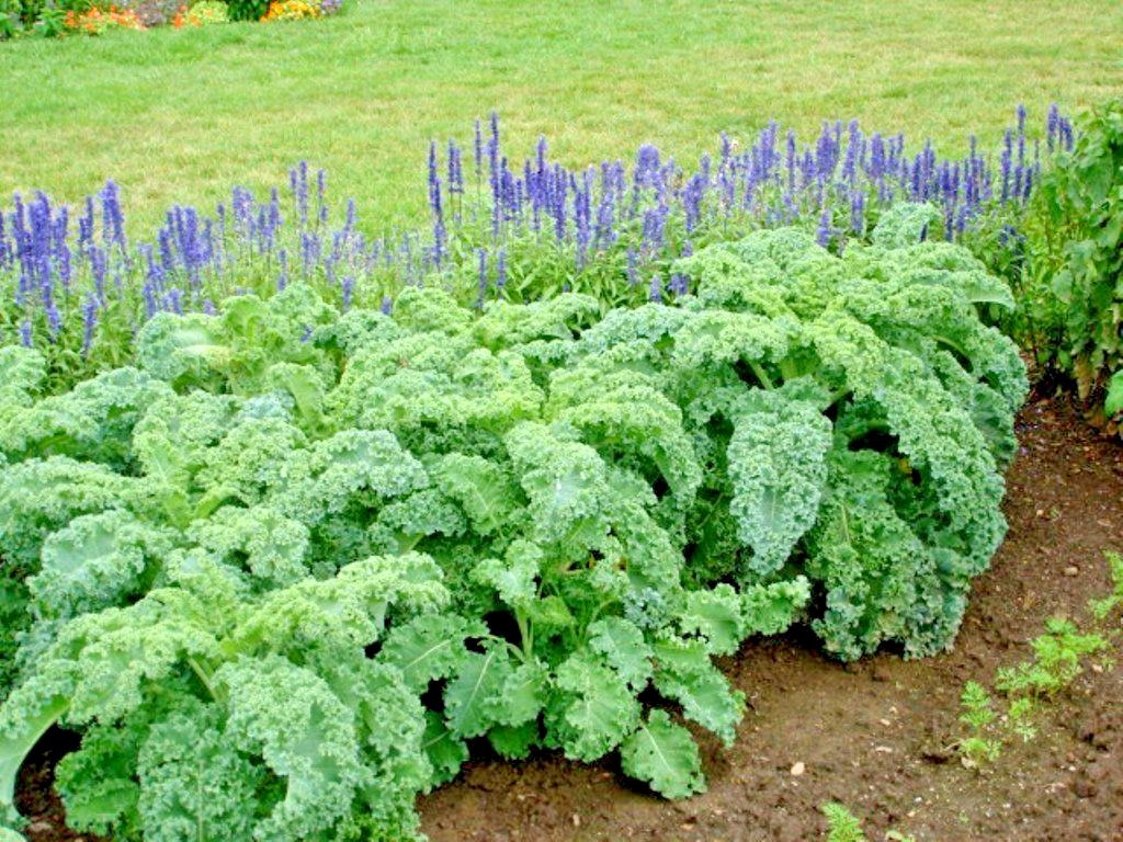 601+VATES Blue Curled Scotch KALE Seed Organic Spring Fall Garden Container Easy
