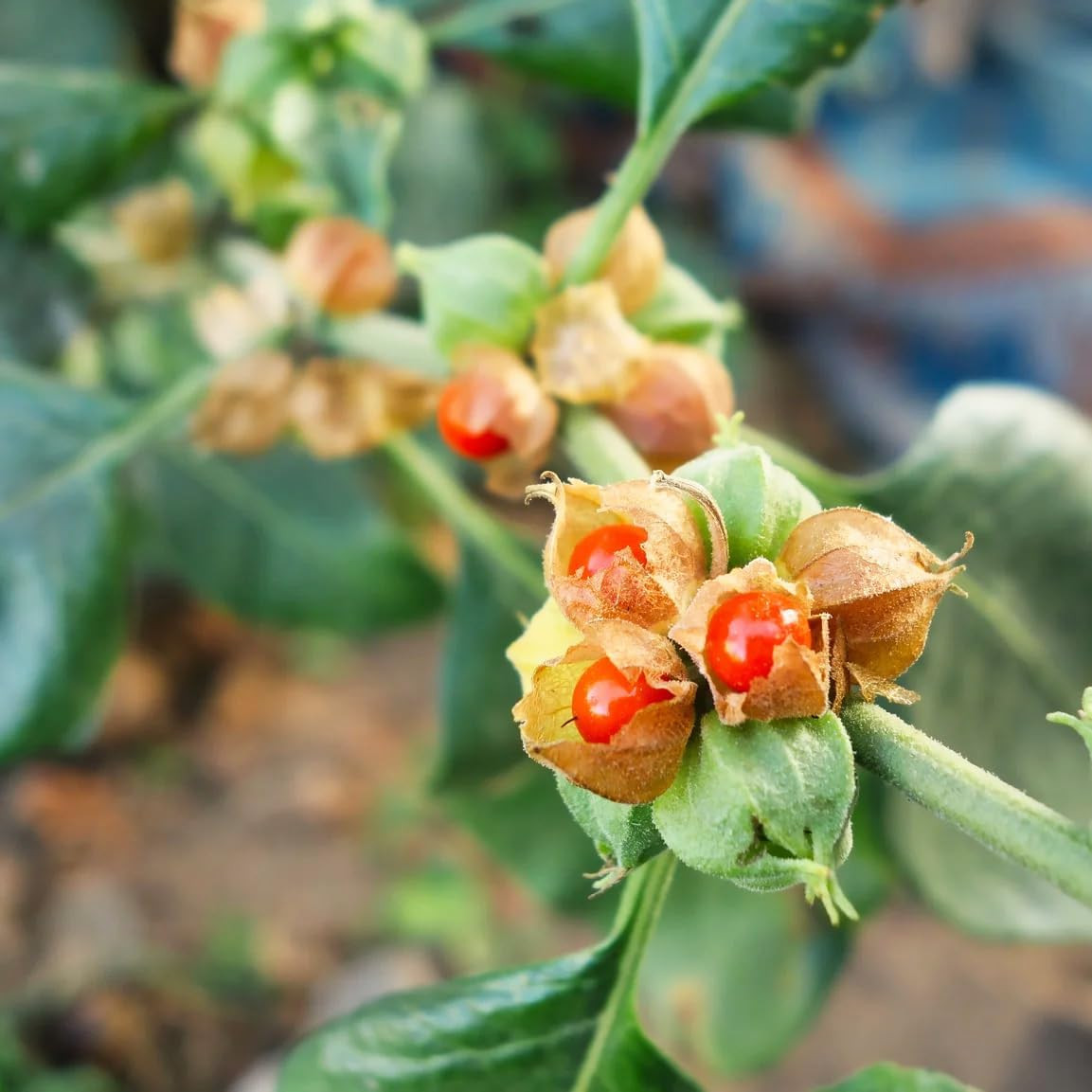 100+ Seed Ashwagandha Seeds for Planting Outdoor -Plant & Grow Heirloom Medicina