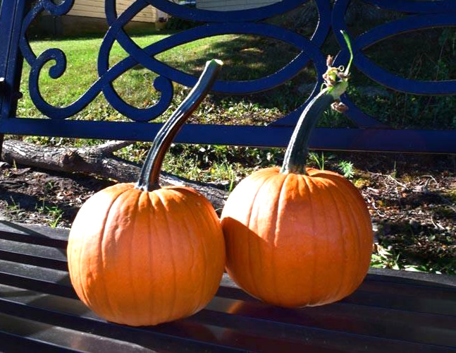 Long Handle Field Trip Pumpkin 10 Seeds – Small/ Medium Size – Comb S/H