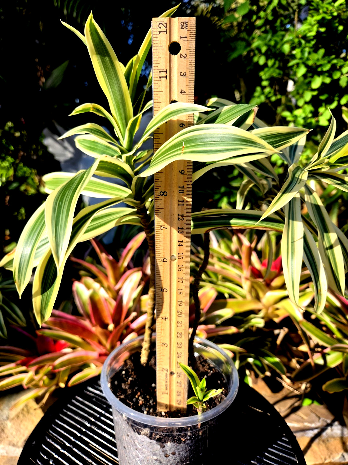 Dracaena **12 inch.***SONG OF INDIA*****FLORIDA FRESH **ROOTED PLANT**
