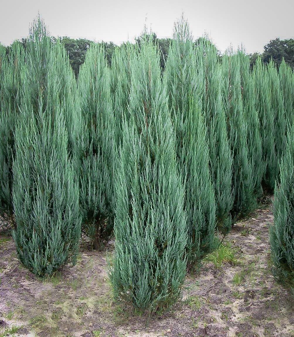 Juniper Blue Arrow | 1 Gallon | Juniperus scopulorum | Low Maintenance Tree