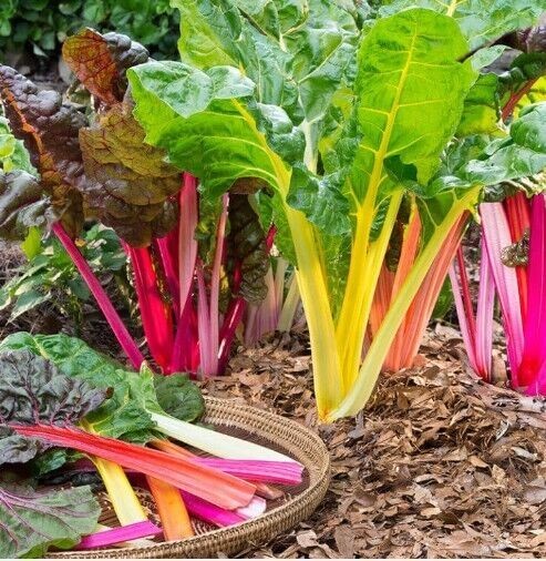 Swiss Chard RAINBOW MIX Heirloom MicroGreens Healthy Non-GMO 50 Seeds