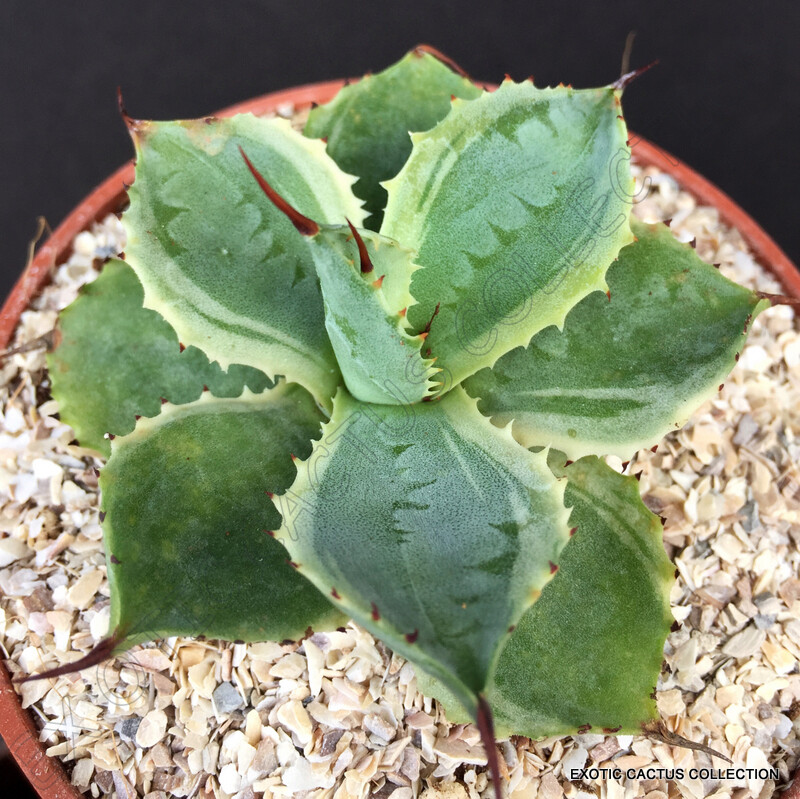 AGAVE POTATORUM VARIEGATED tradewind rare exotic variegata succulent aloe 4″ pot