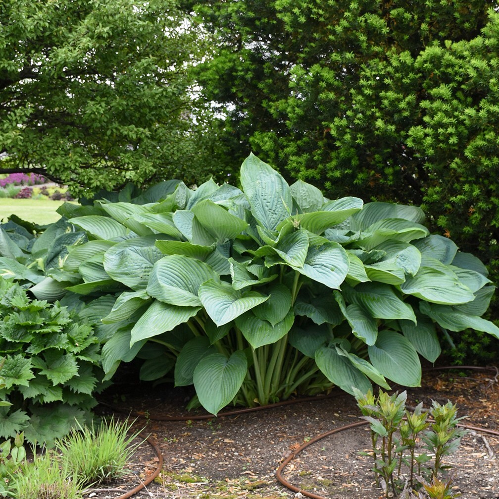 Hosta Empress Wu 5.25″ Pot Perennial Shade Proven Winners Hosta of the Year 2023