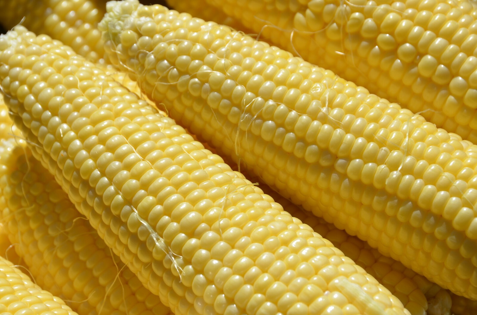 INCREDIBLE YELLOW SWEET CORN 100 SEEDS 2024