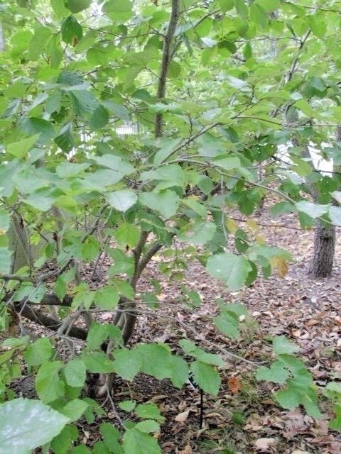 10 RED IMP WITCH HAZEL SEEDS – Hamamelis vernalis