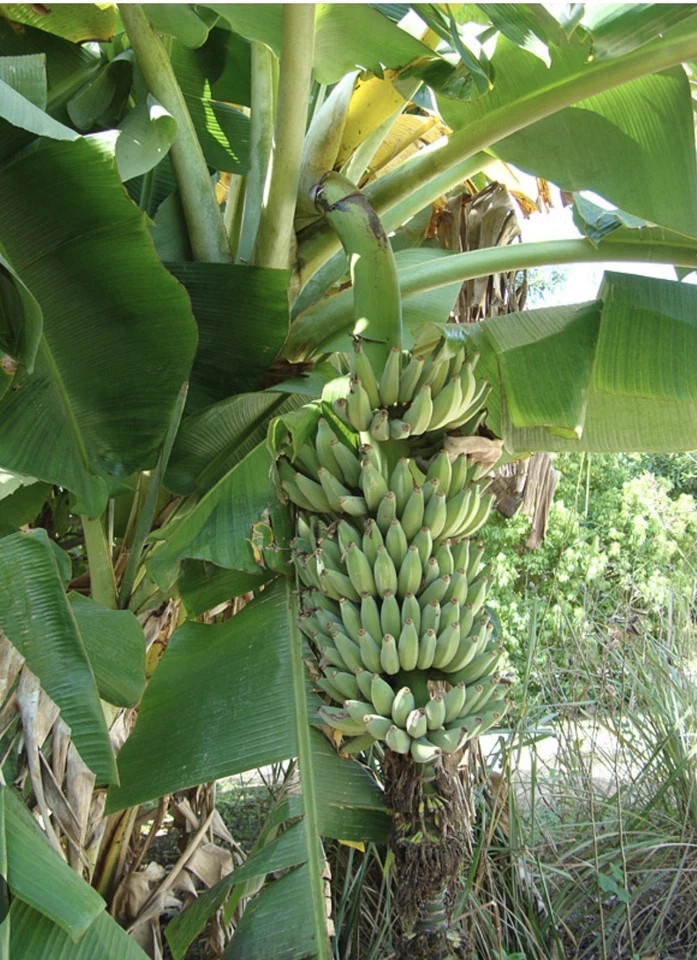 Dwarf Nam Wah Musa Banana Plant–SMALL ROOTED STARTER PLANT
