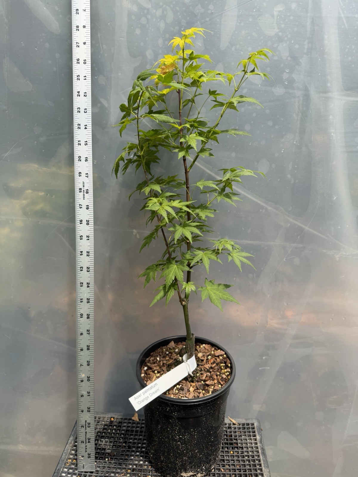 Orange Dream 1g, Japanese Maple