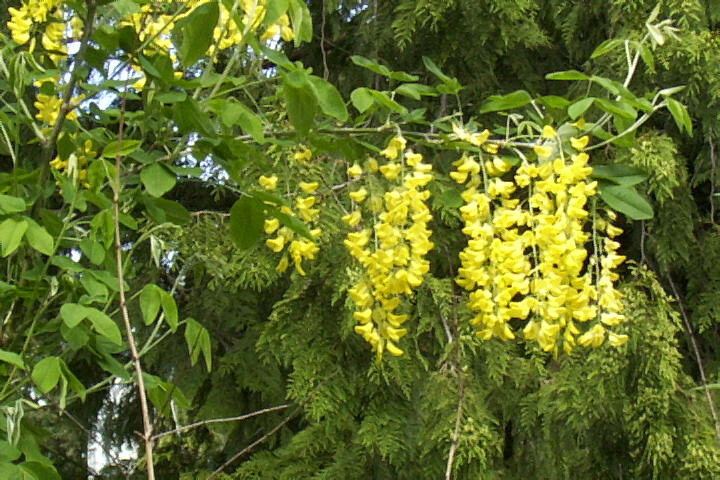 GOLDEN CHAIN TREE 50 SEEDS, LABURNUM ANAGYROIDES