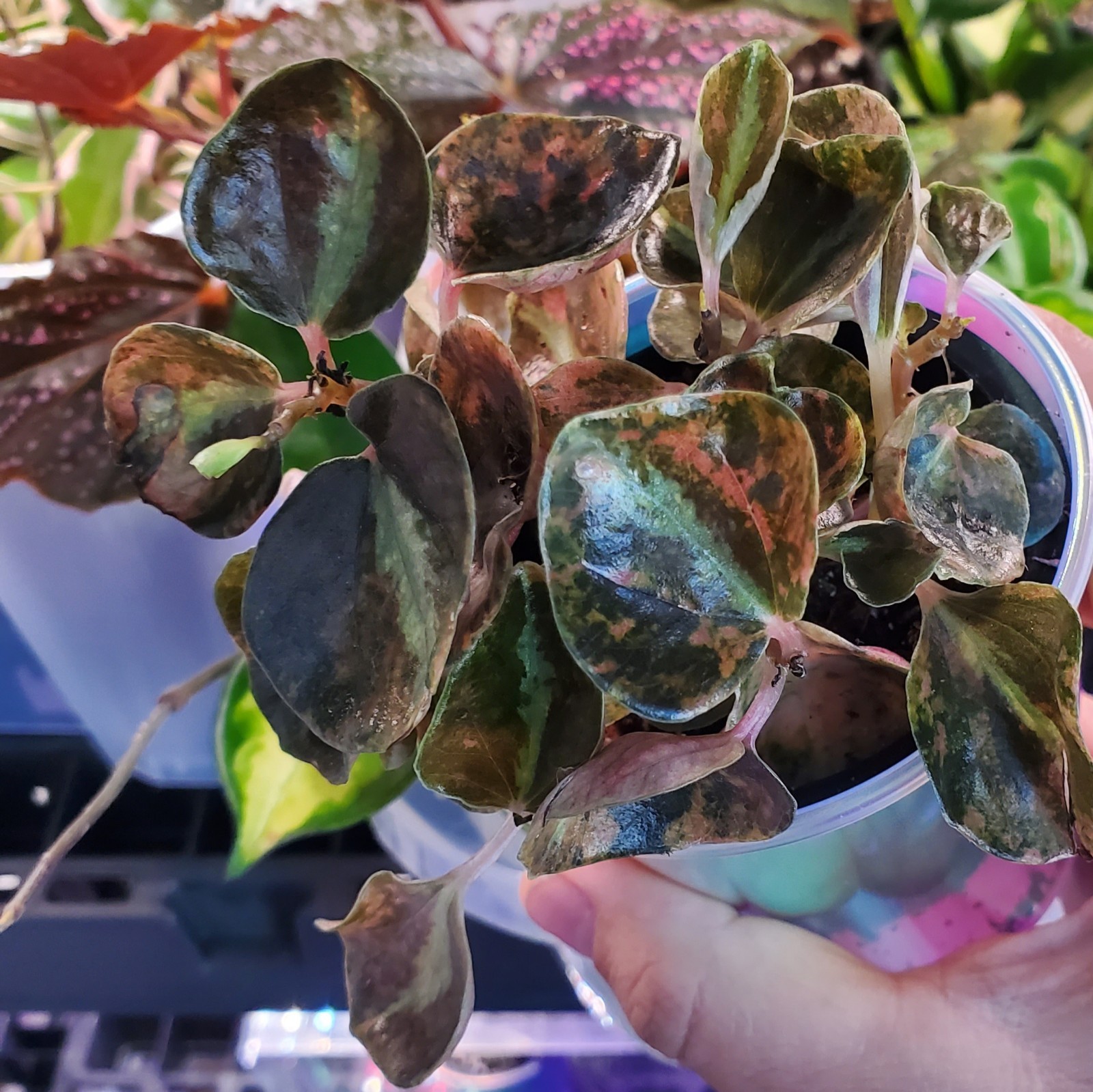 Peperomia Creme Brulee Metallic Orange Houseplant 3″ pot