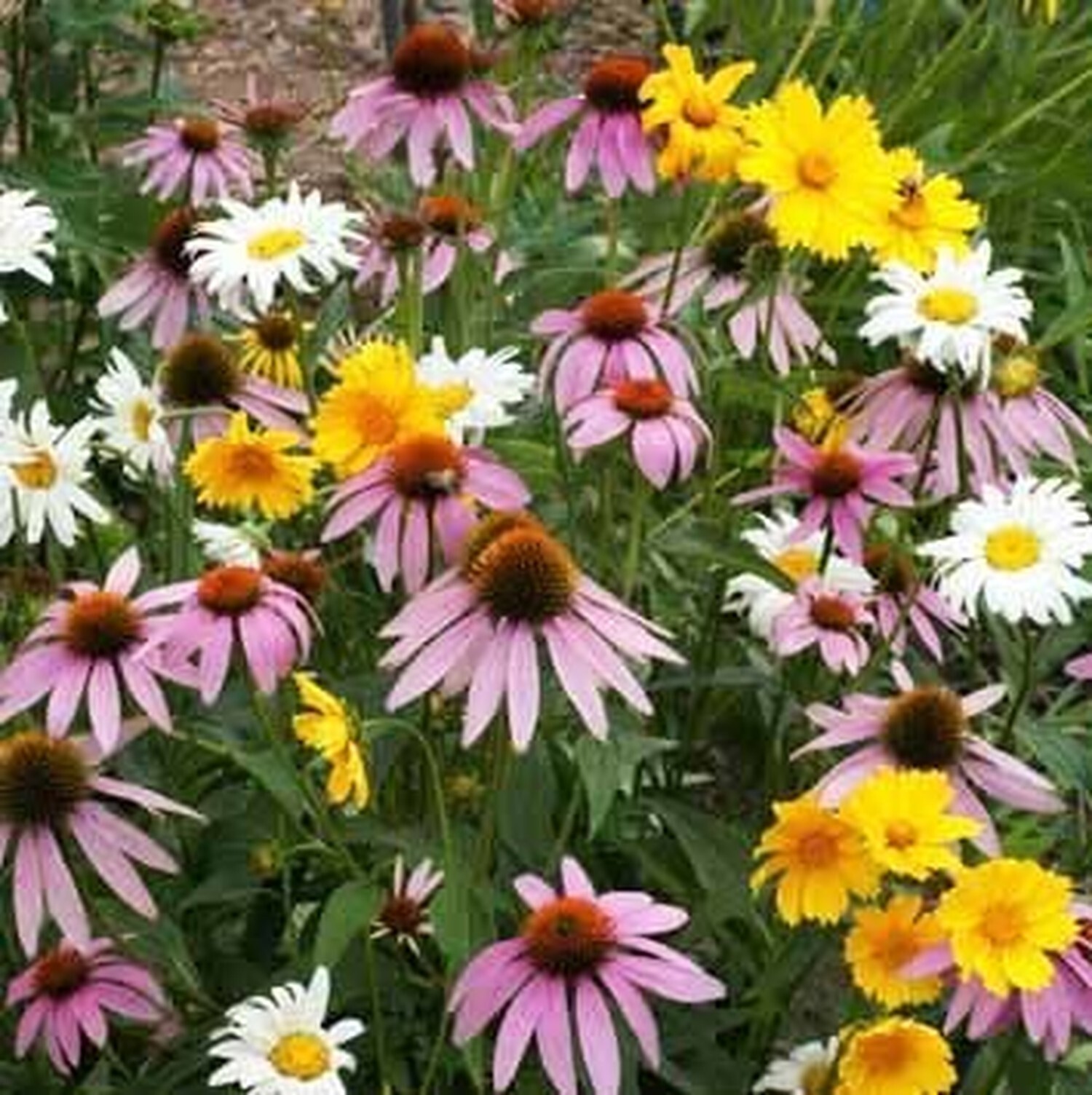 Non GMO Bulk Partial Shade Wildflower Seed Mix (1 lb) 520,000 Seeds 1 lb