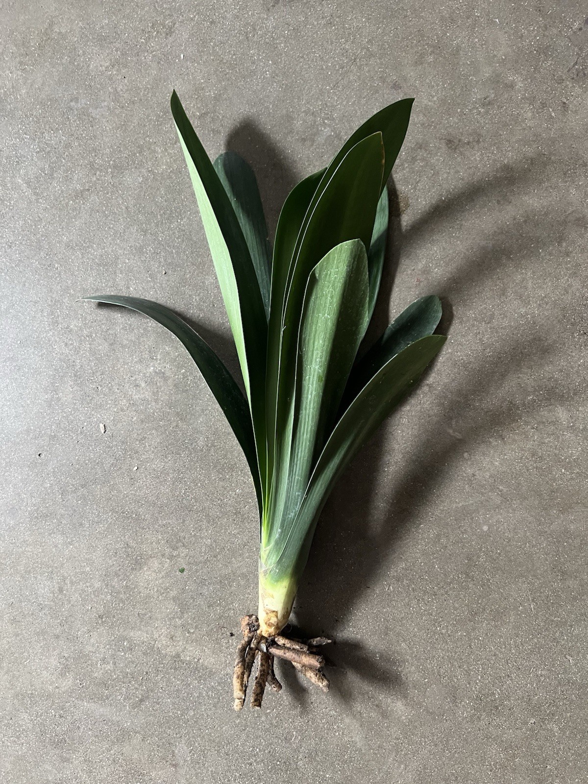 1 Clivia Miniata Bush Lily 10 Leaves Live Plant Orange Ready To Plant