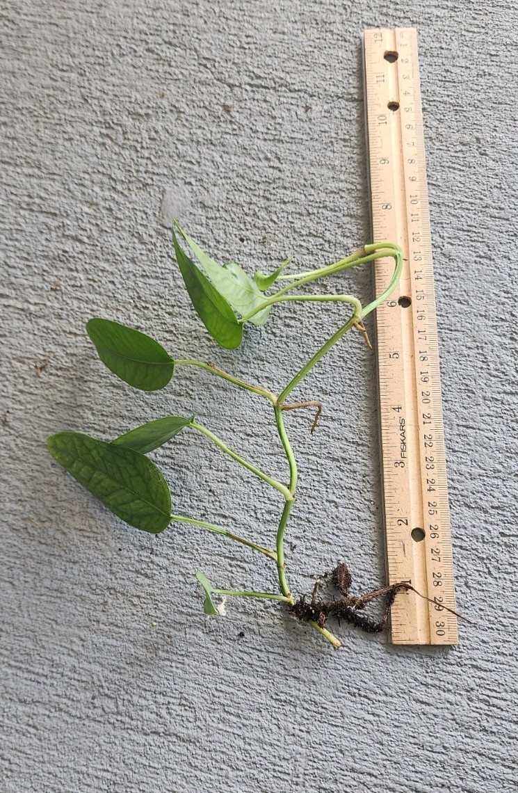 Photos Live Cebu Blue Ivy Easy Care Plant Pothos Rooted Cuttings Home Potho Rare