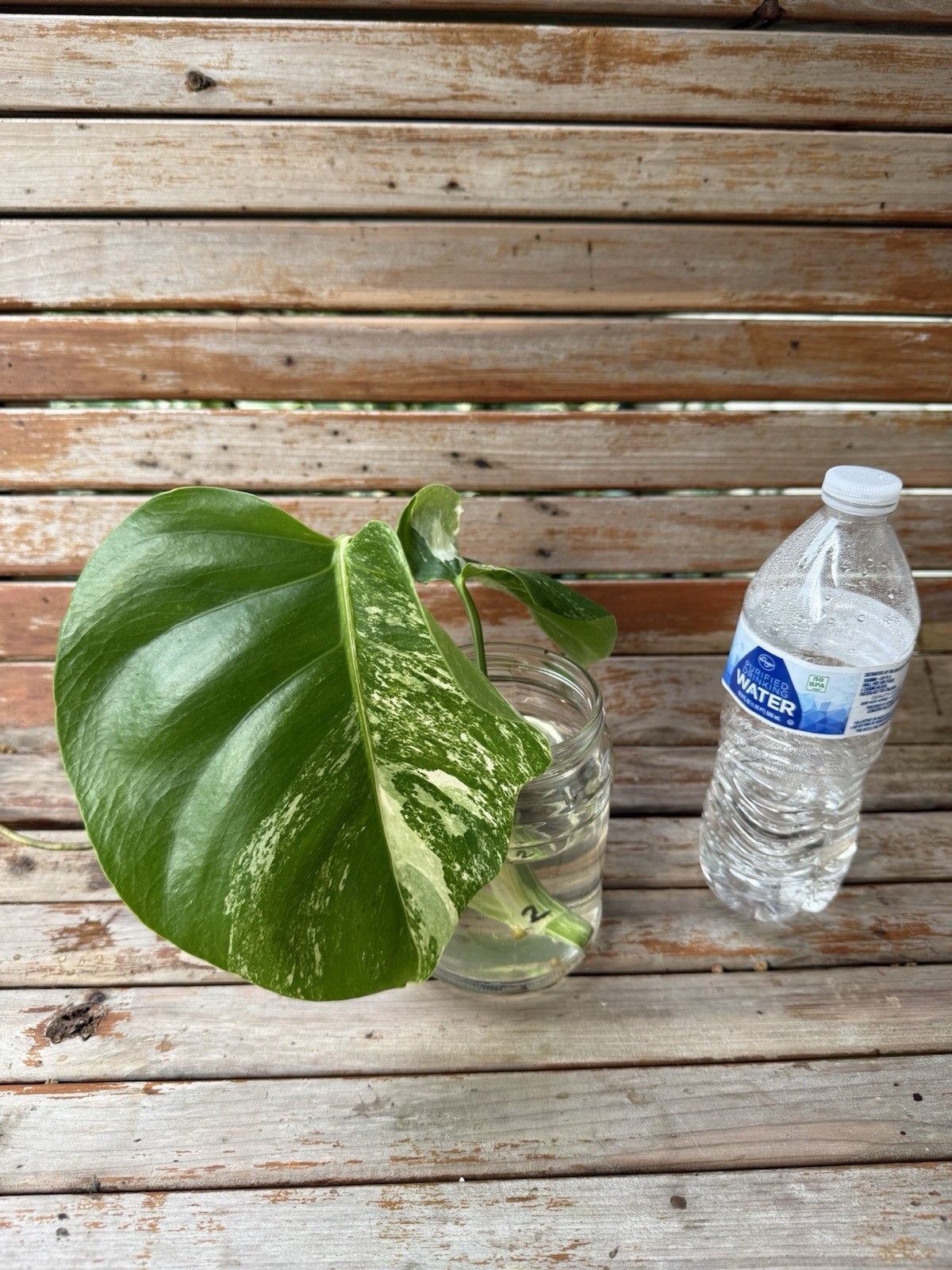 Monstera Albo Borsigiana Medium/low Variegated Cutting Plant 2 Top Cutting