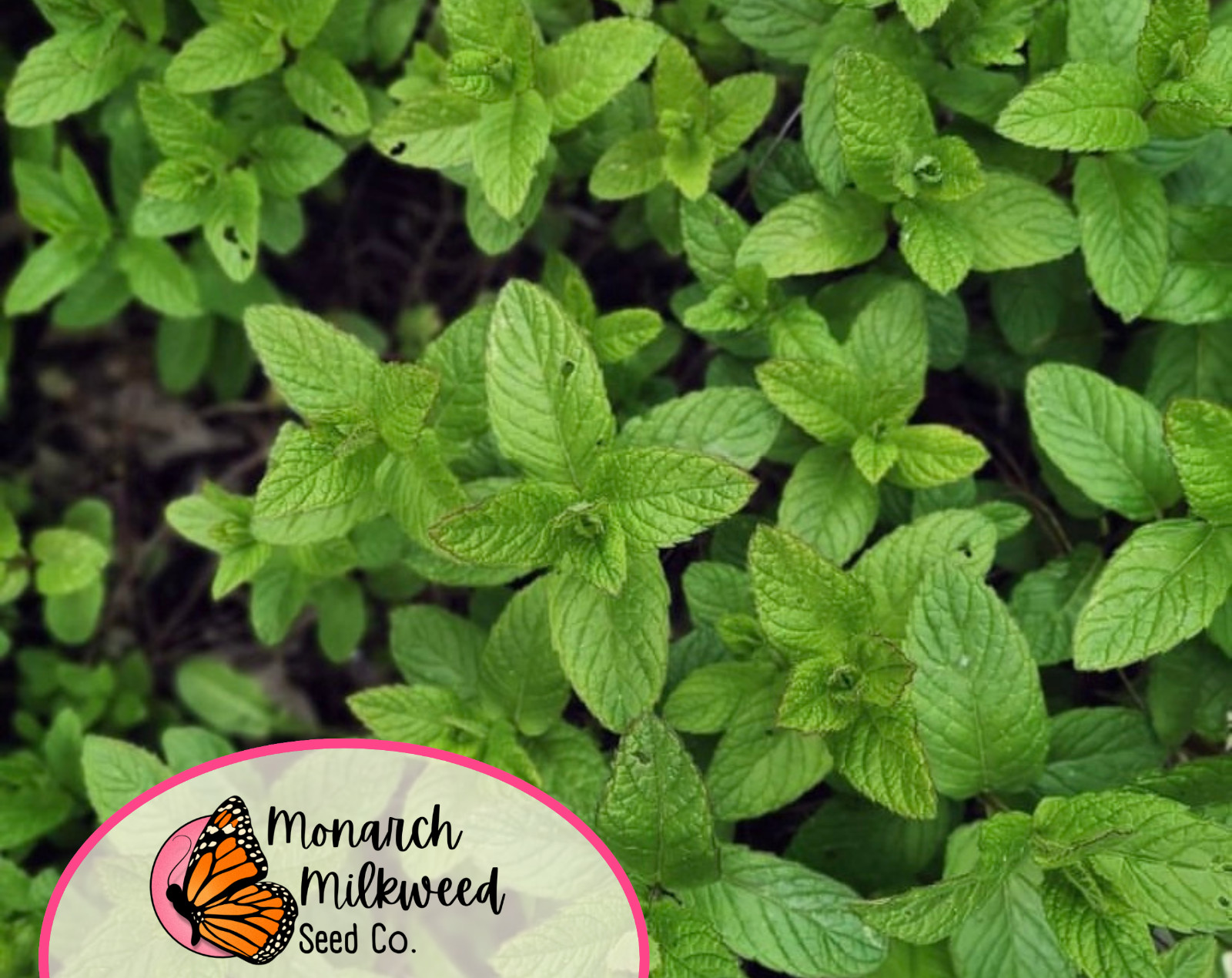 3,000+ Spearmint Seeds | Container Herb Gardening for Mint Plant, Mentha spicata