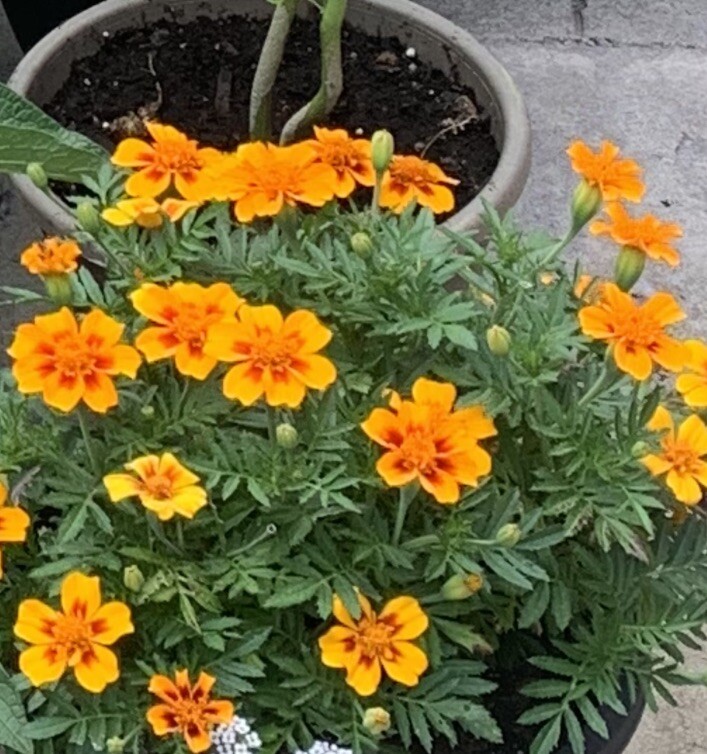500 French Marigold Dwarf Compact Seeds- Harvested 2024