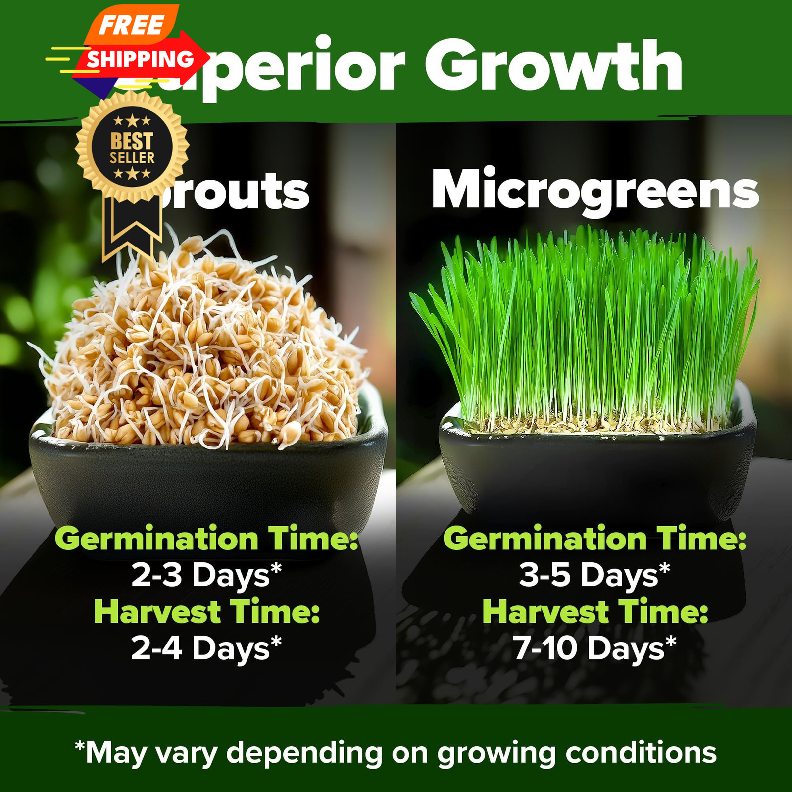 HOME GROWN Hard Red Winter Wheatgrass Seeds 12,000+ Bulk 1.5 lb 1-Pack, Multi