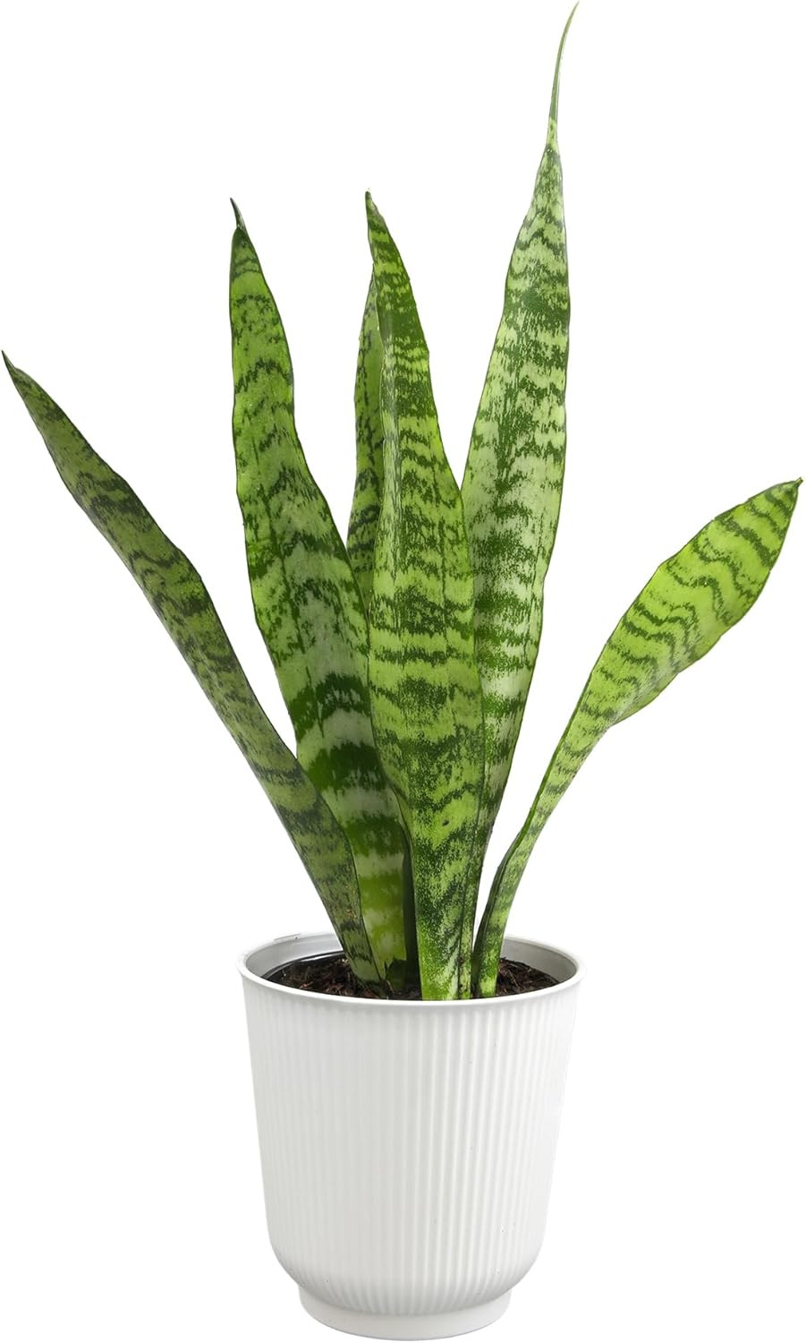 Live Snake Plant in Decorative White Pot, Sansevieria Zeylanica, Indoor House