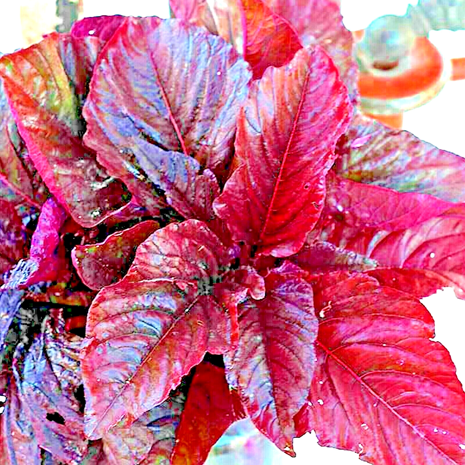 1000+ RED AMARANTH SEEDS VEGETABLE RARE GARDEN FLOWER NON-GMO HEIRLOOM HERB USA
