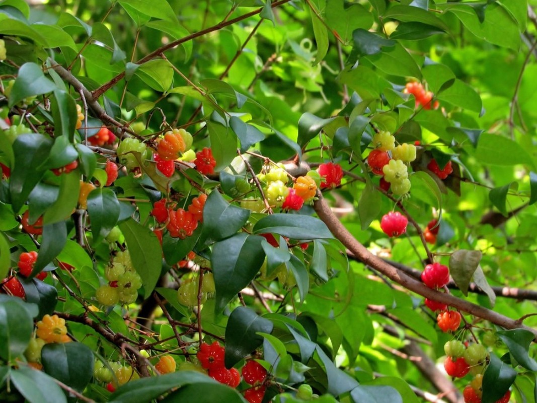 Surinam Cherry Tree Plant 4-7″ Tall Eugenia Uniflora Evergreen Shrub Fruit Tree
