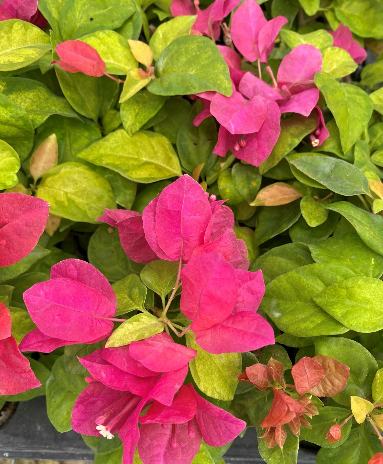 Well Rooted **SUNSTONE RED** Live Bougainvillea starter/plug plant*