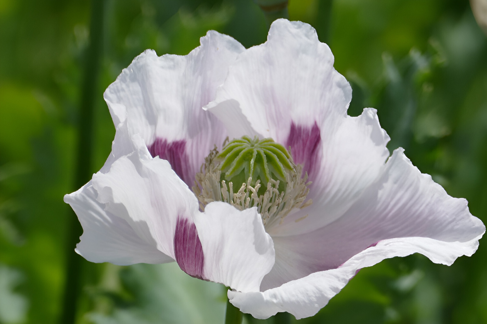 1,000 Tasmanian White Poppy Seeds – P. Somniferum – White Petals Lavender Eyes