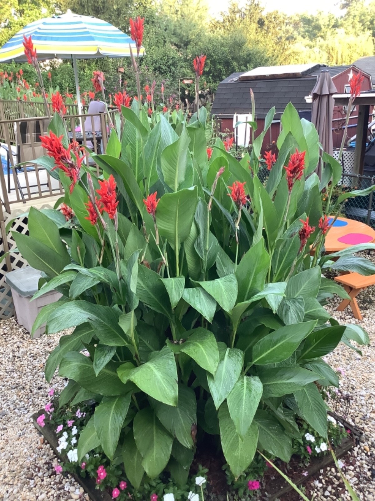 Canna Bulbs Red Jumbo Plants Tall Plants Lot Of (3) Green Leaf Lily Rhizomes
