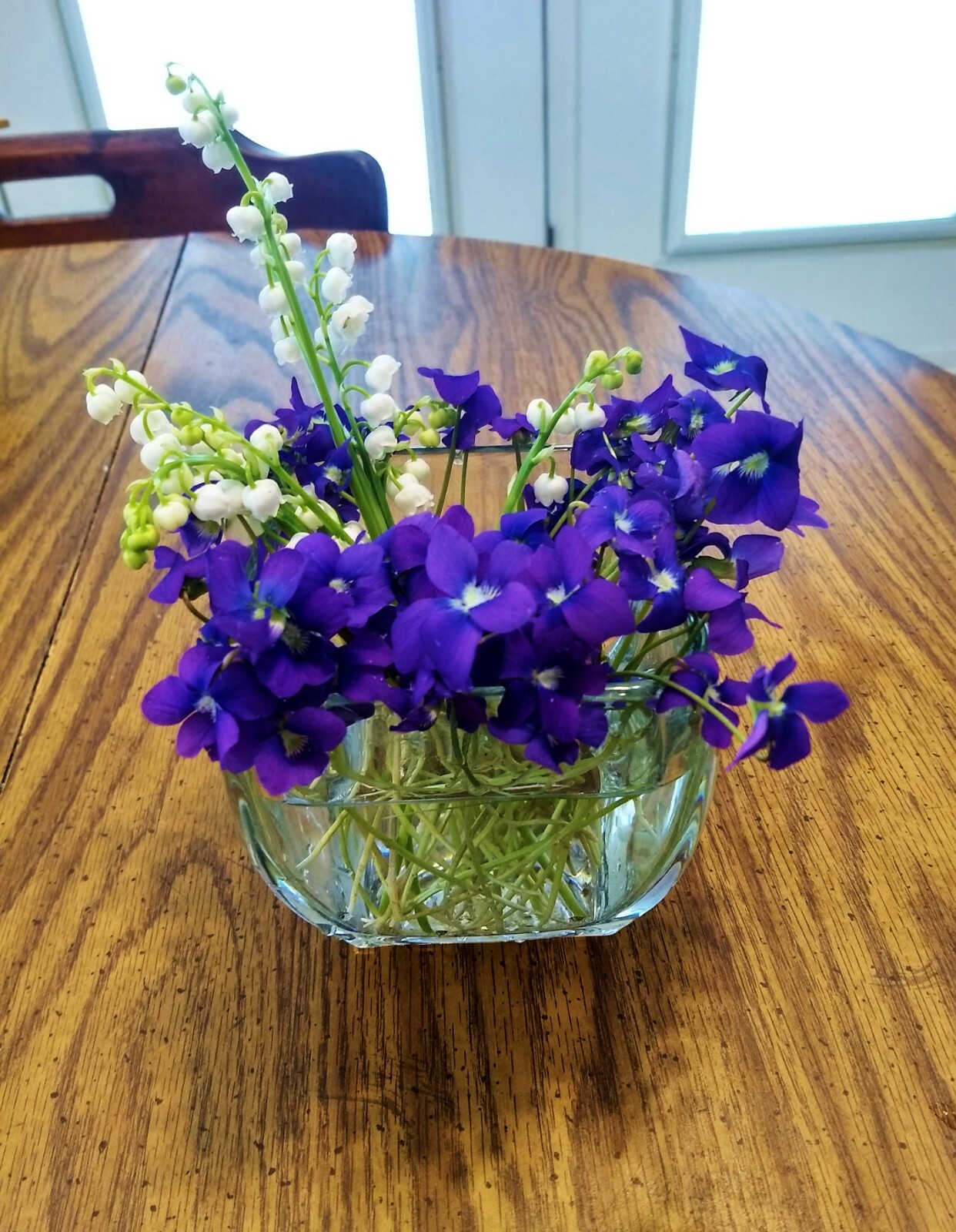10 Rhizomes (Bulbs) of Viola Sororia (Blue Violet,Wood Violet,Hooded Violet)