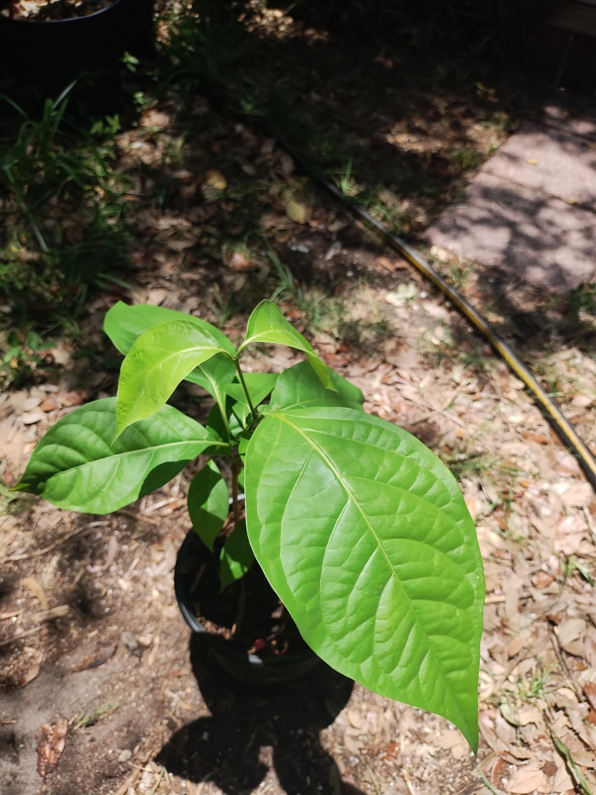 Rare South American Vine, Banisteriopsis C. Plant #2