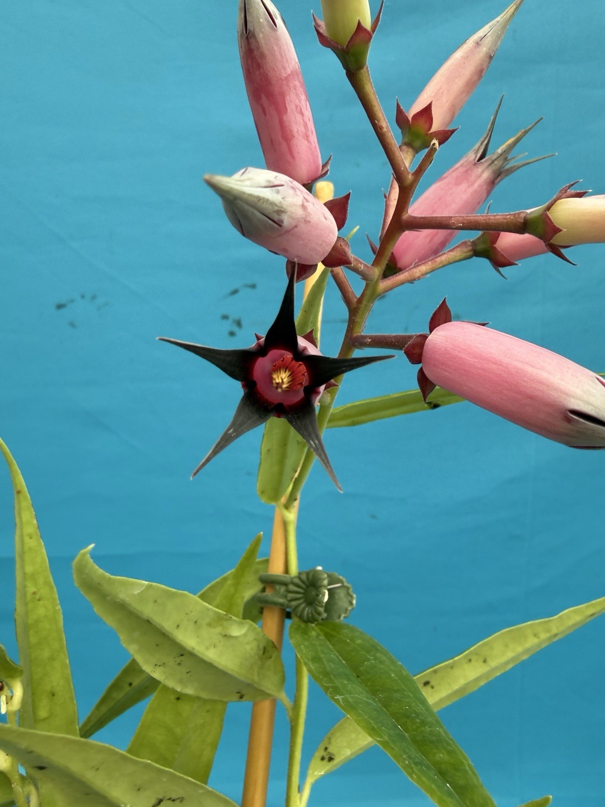 Ceratostema gauchiizacae Black Pink BS Neotropical Ericaceae Blooming 4.5” Pot